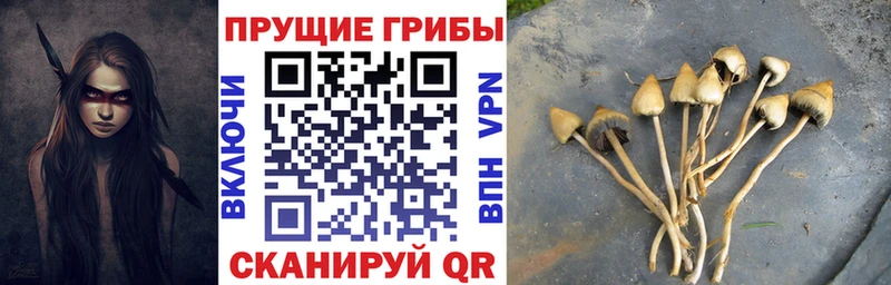 shop клад Крымск Галлюциногенные грибы Psilocybe ссылка на мегу зеркало