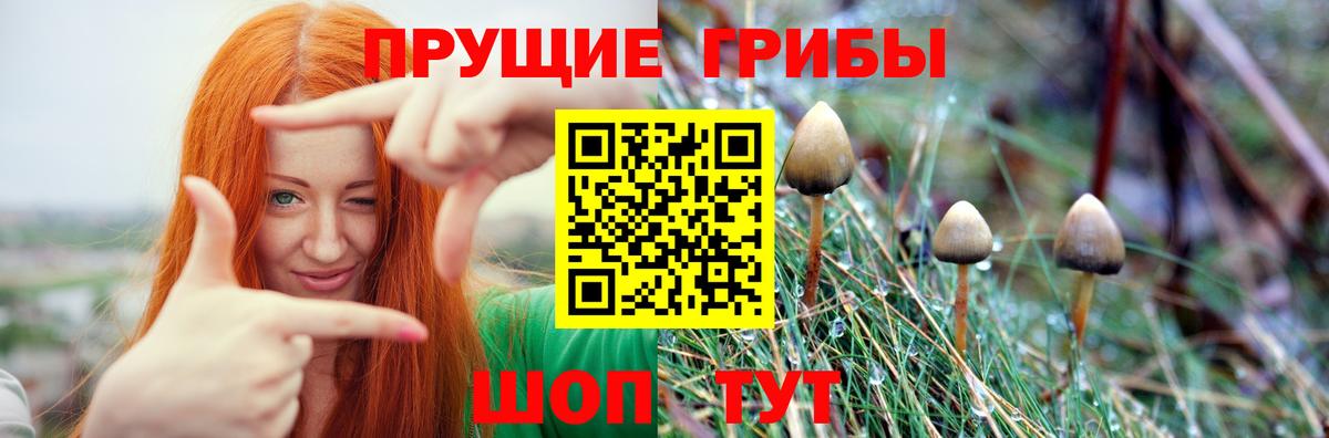 Псилоцибиновые грибы Psilocybine cubensis Крымск